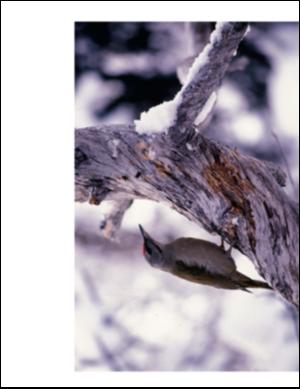 adresseavisen_uka-20050122_000_00_00_022.pdf