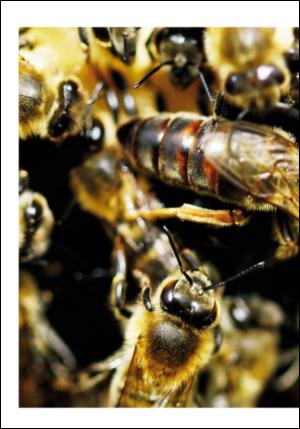 adresseavisen_uka-20060930_000_00_00_028.pdf
