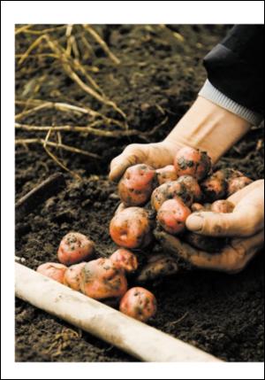 adresseavisen_uka-20081004_000_00_00_014.pdf