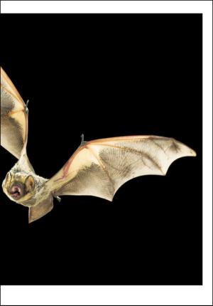 adresseavisen_uka-20091031_000_00_00_007.pdf