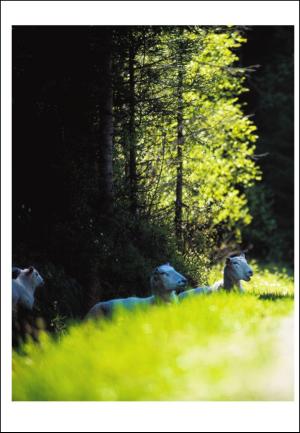 adresseavisen_uka-20100619_000_00_00_014.pdf