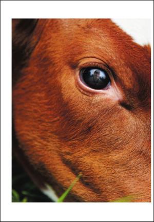 adresseavisen_uka-20101009_000_00_00_002.pdf