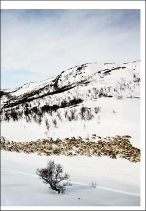 adresseavisen_uka-20110430_000_00_00_027.pdf