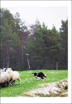 adresseavisen_uka-20111217_000_00_00_023.pdf