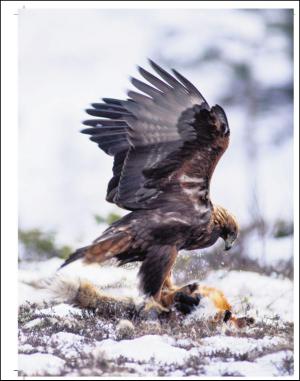 adresseavisen_uka-20140315_000_00_00_026.pdf