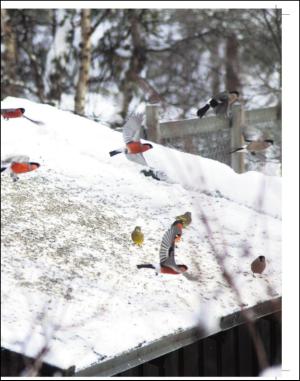 adresseavisen_uka-20150228_000_00_00_033.pdf