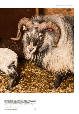 adresseavisen_uka-20210331_000_00_00_027.pdf