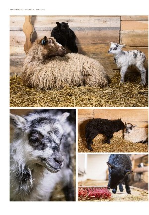 adresseavisen_uka-20210331_000_00_00_028.pdf