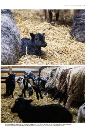 adresseavisen_uka-20210331_000_00_00_029.pdf