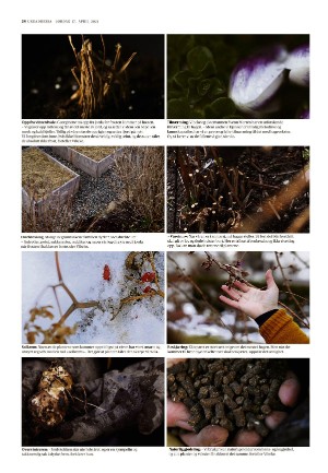 adresseavisen_uka-20210417_000_00_00_024.pdf