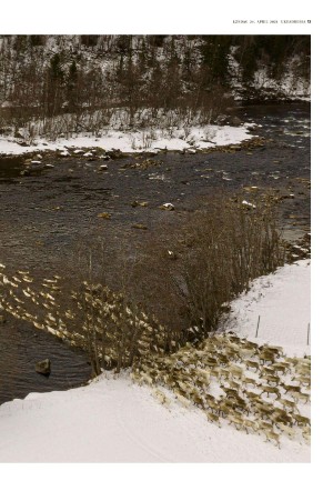 adresseavisen_uka-20210424_000_00_00_013.pdf