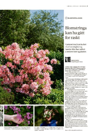 adresseavisen_uka-20240608_000_00_00_021.pdf