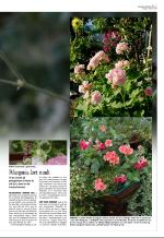 aftenbladet_del3-20081003_000_00_00_007.pdf