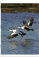 aftenbladet_pluss-20070810_000_00_00_016.pdf
