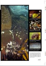 aftenbladet_pluss-20080627_000_00_00_011.pdf