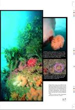 aftenbladet_pluss-20080704_000_00_00_011.pdf