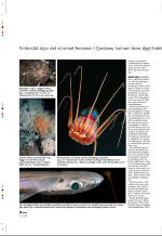 aftenbladet_pluss-20080711_000_00_00_010.pdf
