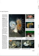 aftenbladet_pluss-20080711_000_00_00_011.pdf