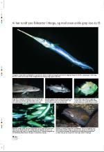 aftenbladet_pluss-20080718_000_00_00_010.pdf