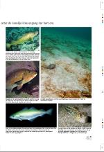 aftenbladet_pluss-20080718_000_00_00_011.pdf