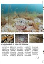 aftenbladet_pluss-20080725_000_00_00_011.pdf