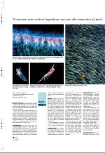 aftenbladet_pluss-20080801_000_00_00_010.pdf