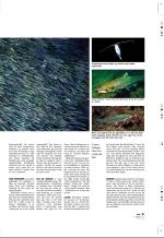 aftenbladet_pluss-20080801_000_00_00_011.pdf