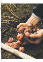 aftenbladet_pluss-20081003_000_00_00_024.pdf