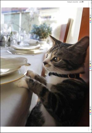 aftenbladet_pluss-20101210_000_00_00_025.pdf