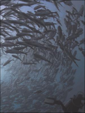 aftenbladet_pluss-20110520_000_00_00_025.pdf