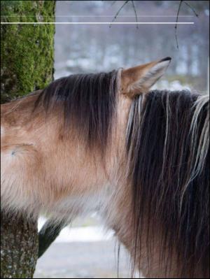 aftenbladet_pluss-20130118_000_00_00_029.pdf