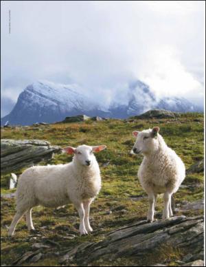 aftenbladet_pluss-20150207_000_00_00_002.pdf