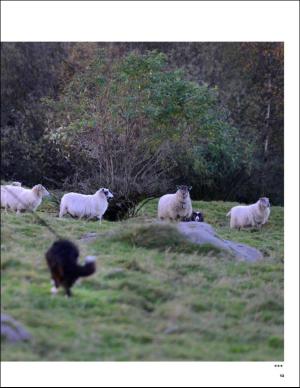 aftenbladet_pluss-20151128_000_00_00_013.pdf