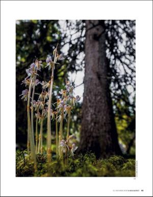 aftenposten_amagasinet-20181012_000_00_00_061.pdf