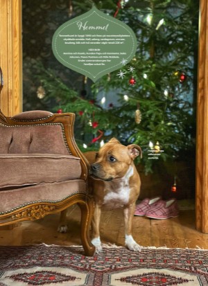 aftonbladet_bruce2023-20251128_000_00_00_035.pdf