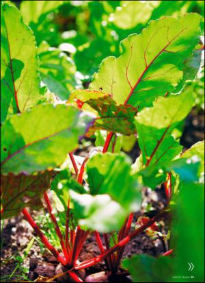 aftonbladet_hh-20130907_000_00_00_059.pdf