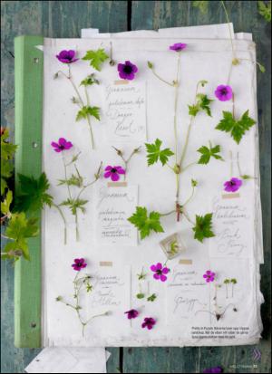 aftonbladet_hh-20150711_000_00_00_055.pdf