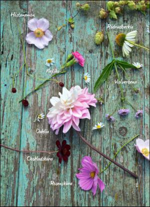 aftonbladet_hh-20150822_000_00_00_062.pdf