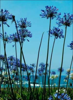 aftonbladet_hh-20170819_000_00_00_042.pdf