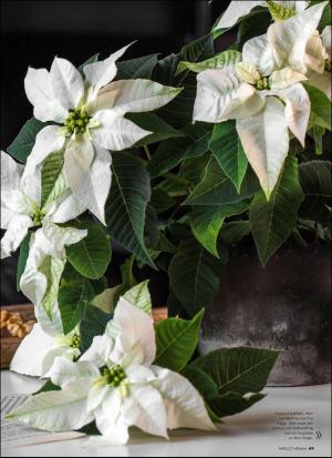 aftonbladet_hh-20191206_000_00_00_049.pdf