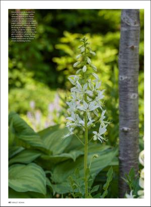 aftonbladet_hh-20200731_000_00_00_040.pdf