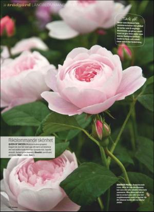aftonbladet_sondag-20200426_000_00_00_080.pdf