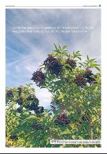 agderposten_sec2-20090915_000_00_00_025.pdf