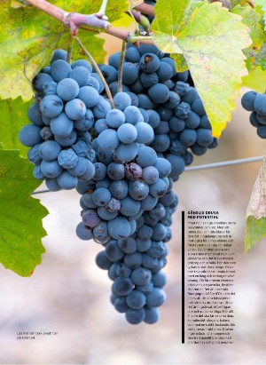 alltomvin-20251024_000_00_00_087.pdf