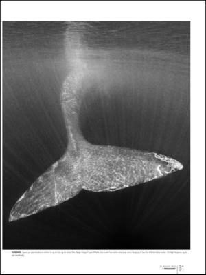bergenstidende_btmagasinet-20130824_000_00_00_031.pdf
