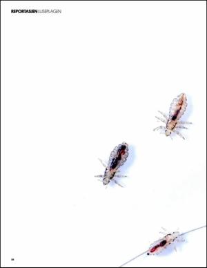 bergenstidende_btmagasinet-20140913_000_00_00_028.pdf