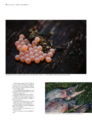 bergenstidende_btmagasinet-20210904_000_00_00_036.pdf