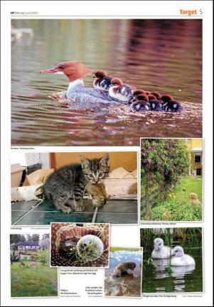 borlangetidning_seksjon-20200601_000_00_00_005.pdf