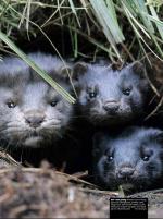 dagbladet_bilag-20081127_000_00_00_029.pdf