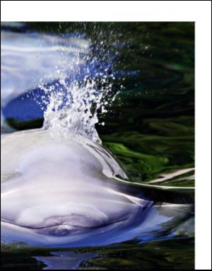 dagbladet_magasinet-20080823_000_00_00_005.pdf